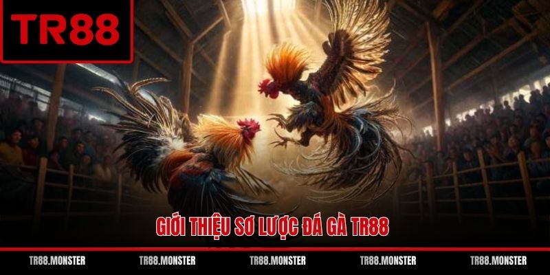 Giới thiệu sơ lược đá gà TR88