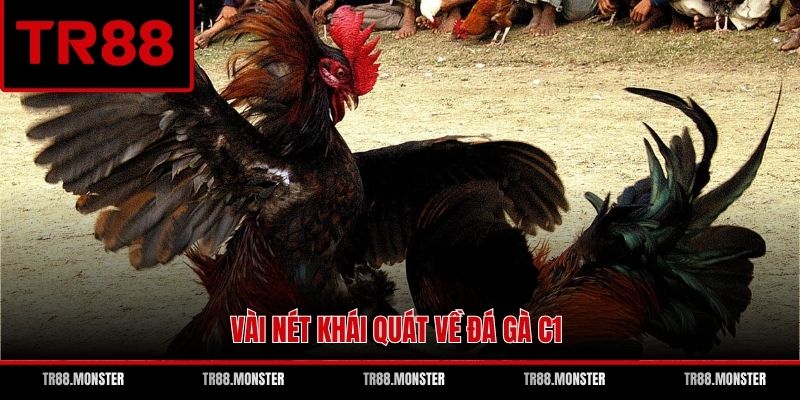 Vài nét khái quát về đá gà C1