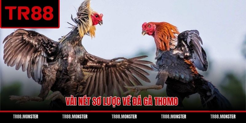 Vài nét sơ lược về đá gà thomo
